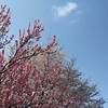 天龍寺 京都 紅葉 ２０２１年 見ごろに？