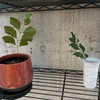 挿木のシマトネリコ君、そろそろ１ヶ月🌿