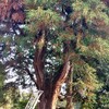 庭のヒバの木の伐採