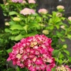 紫陽花が色づき始めた