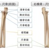 前腕骨（橈骨・尺骨）の構造