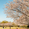 近場で桜撮影