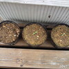 レッドオーレ(トマト)、スイートバジル、発芽から定植、支柱立て
