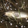 桜散る川で鯉釣り