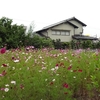 お湯休め「花園の花たち」