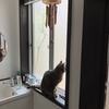 猫と小型犬の歯磨きにおススメ「ビルバック」