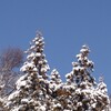 雪
