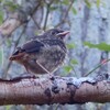 鳥も蜂もトカゲもヘビも動き出す