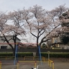 桜が咲いたか？