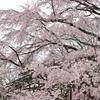 ～≪京都府立植物園の大枝垂れ桜、満開です！≫～