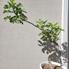 シェフレラの生きた枝と死んだ枝。そして、屋外で越冬を体験させるか悩み中。