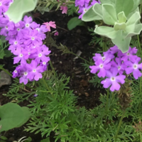 背の高いナチュラルな雰囲気の宿根草 バーベナ ボナリエンシス の１年間の成長と開花 パパの手間いらず庭づくり