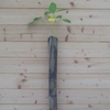 2026茶花見付４　黄釣船