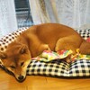 新しいベッドに慣れてきた！