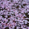 落桜