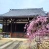 【京都】向日市、『南真経寺』に行ってきました。　桜