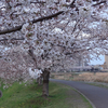 桜、満喫！ ～みなとみらい・大岡川編～