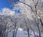 入笠山スノーシューで大阿原湿原登山！沢入登山ルートと程久保山詳細！