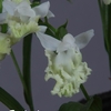今日の花（2016.9.16）