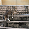 近隣繁華街のねこさん