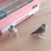 かごの鳥じゃないもん🐦️