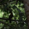 Yellow Oriole　ミナミコウライウグイス