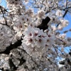 満開ってのはほんとに満開、満開の桜　エスコンフィールドも良いですね