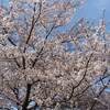 宮城県 松島 円通院 紅葉 ２０２２年 見ごろに？