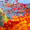 紅葉狩りに出かけました～オク静“黄金の湯”