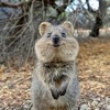 クオッカかわいい！世界一幸せな動物！？