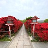 長岡天満宮の霧島躑躅♪