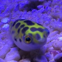 曇りなきナマコで見定める