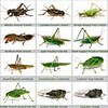 Songs of Insects - Learn 20 Common Insect Songs