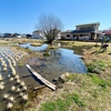 酒匂川水系のメダカ生息地（神奈川県小田原）