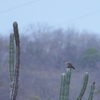 ハジロバト White-winged Dove