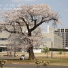 研究学園駅前公園の山桜・・②