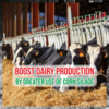 Boost Dairy Production by Greater Use Of Corn Silage