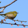 鳥の死骸