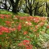 さくら堤公園の曼珠沙華（埼玉県吉見町）