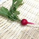 cherryの家庭菜園収穫日誌