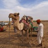 インド　１１　ジャイサルメール  ６　キャメルサファリツアー　５　ラクダは可愛い