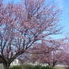 サイクリングロードの桜