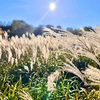 あるがままの自分を生きる価値に気づく〜自然からのメッセージ