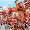 八重桜