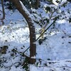 木曜日、午後から雪など