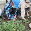 冬野菜の収穫