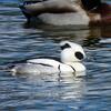 まだ冬鳥を楽しめた井頭公園