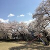 卯辰山　桜　散歩