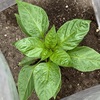 2025｜今年の家庭菜園スタート！！～土づくり、そして苗を植えました🌱