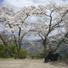 桜プチツーリング再び　川崎空薬師堂と信正の一本桜